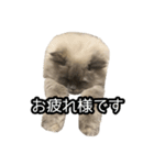 いつでもぽんちゃん（個別スタンプ：11）