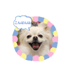 ポメチワ☆ビビちゃん（個別スタンプ：3）