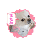ポメチワ☆ビビちゃん（個別スタンプ：7）