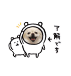 ポメチワ☆ビビちゃん（個別スタンプ：13）