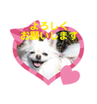 ポメチワ☆ビビちゃん（個別スタンプ：23）
