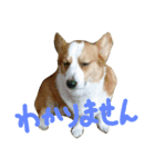 いぬたちとまいにち2（個別スタンプ：1）