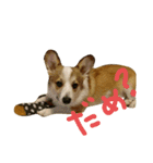 いぬたちとまいにち2（個別スタンプ：2）