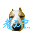 いぬたちとまいにち2（個別スタンプ：5）