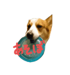 いぬたちとまいにち2（個別スタンプ：6）