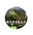 プラ池の生きもの家族（個別スタンプ：1）