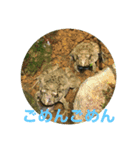 プラ池の生きもの家族（個別スタンプ：3）