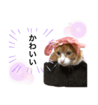 茶白猫のきーちゃん。（個別スタンプ：6）