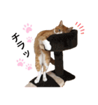 茶白猫のきーちゃん。（個別スタンプ：7）
