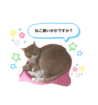 茶白猫のきーちゃん。（個別スタンプ：15）