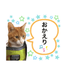 茶白猫のきーちゃん。（個別スタンプ：19）