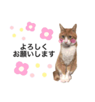 茶白猫のきーちゃん。（個別スタンプ：20）