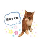 茶白猫のきーちゃん。（個別スタンプ：27）