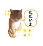 茶白猫のきーちゃん。（個別スタンプ：32）