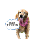 顔見ているだけで幸せ（個別スタンプ：1）