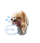 顔見ているだけで幸せ（個別スタンプ：2）