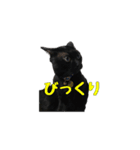 スイートプリティキャットレオ（個別スタンプ：4）