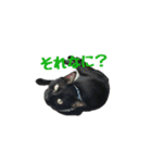 スイートプリティキャットレオ（個別スタンプ：18）