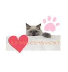 りーちースタンプ（個別スタンプ：16）