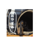 うちの可愛い子ちゃんを見てくれ。（個別スタンプ：5）