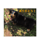 うちの可愛い子ちゃんを見てくれ。（個別スタンプ：8）
