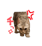 なのですよ（個別スタンプ：1）