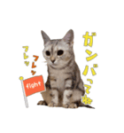 なのですよ（個別スタンプ：4）
