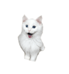ノブは猫（個別スタンプ：1）