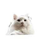 ノブは猫（個別スタンプ：2）