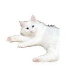 ノブは猫（個別スタンプ：3）