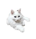 ノブは猫（個別スタンプ：4）
