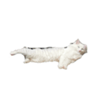 ノブは猫（個別スタンプ：5）