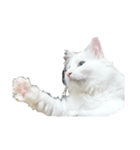 ノブは猫（個別スタンプ：8）