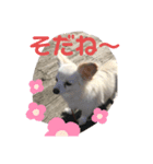 はっぴぃと一緒（個別スタンプ：1）