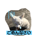 はっぴぃと一緒（個別スタンプ：5）