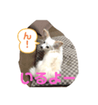 はっぴぃと一緒（個別スタンプ：6）