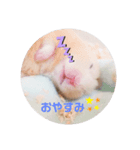 キンクマのちゃむ（個別スタンプ：1）