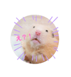 キンクマのちゃむ（個別スタンプ：2）
