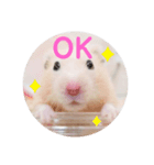 キンクマのちゃむ（個別スタンプ：3）