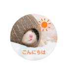 キンクマのちゃむ（個別スタンプ：4）