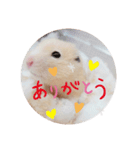 キンクマのちゃむ（個別スタンプ：5）