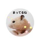 キンクマのちゃむ（個別スタンプ：6）