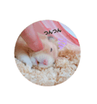 キンクマのちゃむ（個別スタンプ：7）