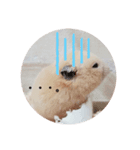 キンクマのちゃむ（個別スタンプ：8）