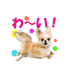 いろはロングコートチワワ2（個別スタンプ：2）