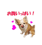 いろはロングコートチワワ2（個別スタンプ：4）