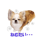 いろはロングコートチワワ2（個別スタンプ：11）
