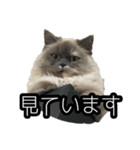 毎日ぽんちゃん（個別スタンプ：3）
