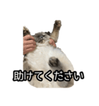 毎日ぽんちゃん（個別スタンプ：4）