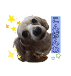 ココちゃん(方言あり・・・)（個別スタンプ：19）